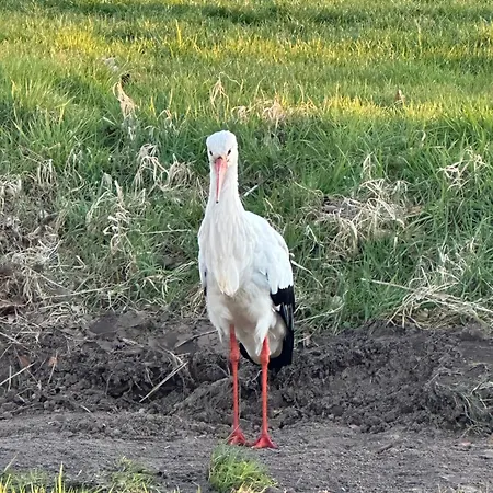 Onder De Lindebomen *