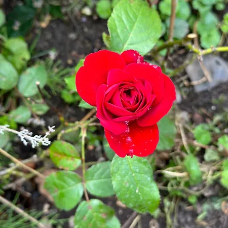 דירה Onder De Lindebomen