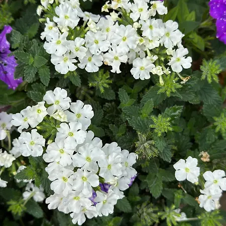 דירה Onder De Lindebomen *