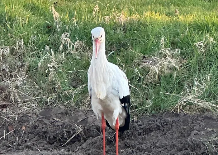 Onder De Lindebomen *