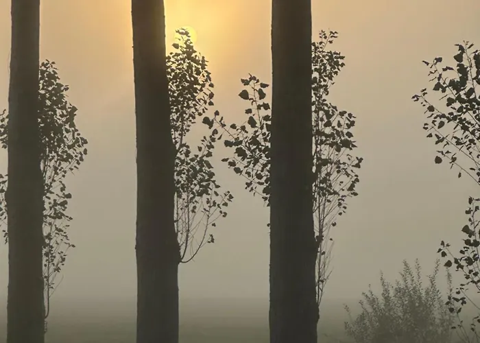 Onder De Lindebomen * Empe