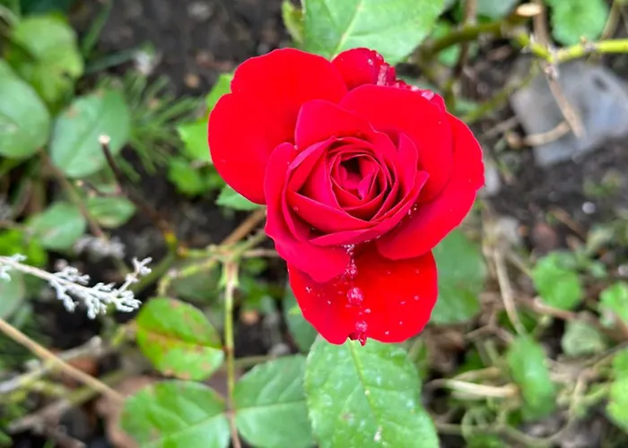 Appartement Onder De Lindebomen