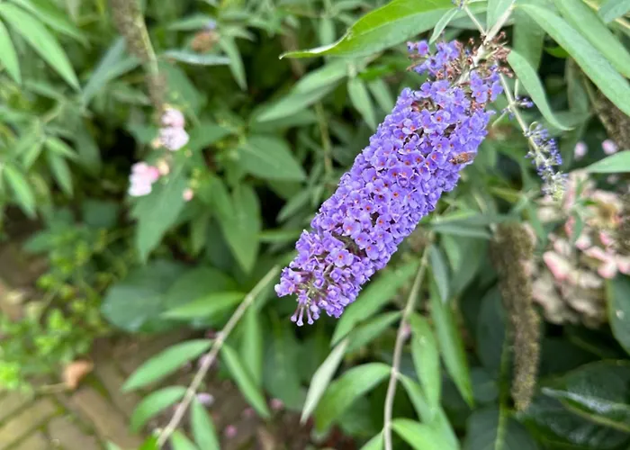 Onder De Lindebomen Apartament