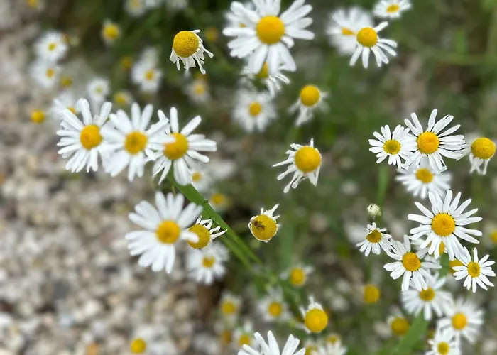 Onder De Lindebomen Apartament