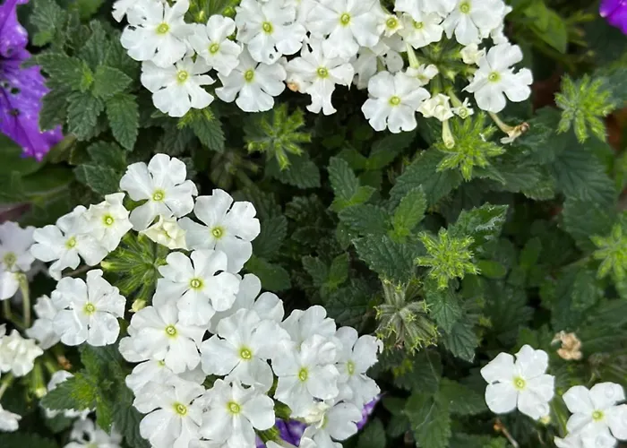 Apartament Onder De Lindebomen *